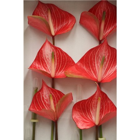 Anthurium A Caldonia c122