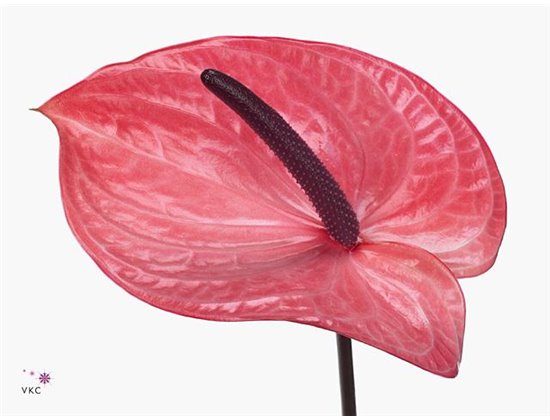 Anthurium A Candy c124