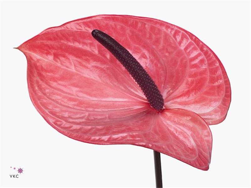 Anthurium A Candy c124