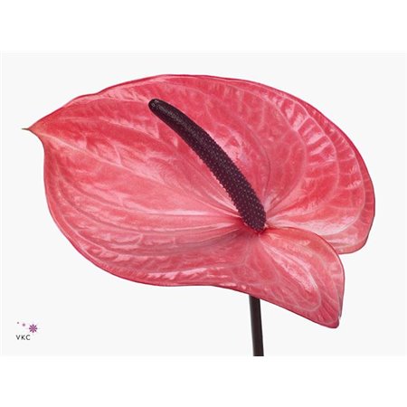 Anthurium A Candy c125