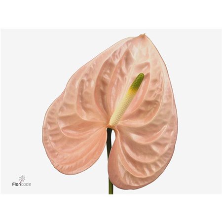 Anthurium A Caribean c126