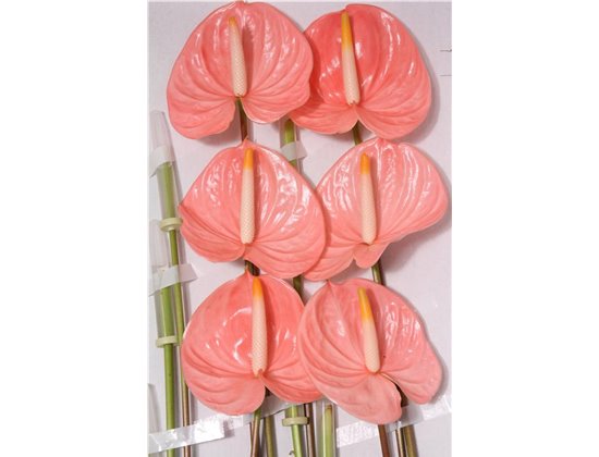 Anthurium A Cheers c128