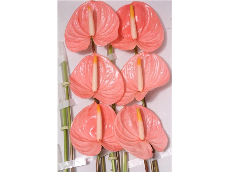 Anthurium A Cheers c128