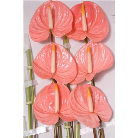 Anthurium A Cheers c128