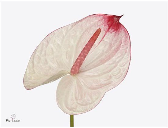 Anthurium A Kaseko c131