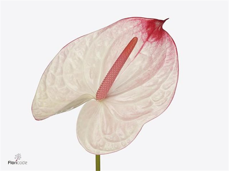 Anthurium A Kaseko c131