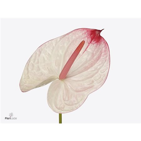 Anthurium A Kaseko c131