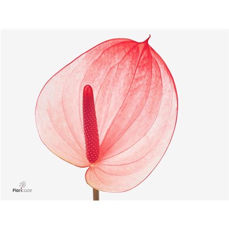 Anthurium A Maxima Elegancia c135