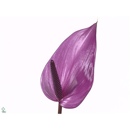 Anthurium A Mixed c139