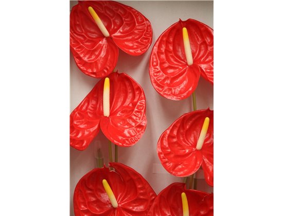 Anthurium A Rambla c141