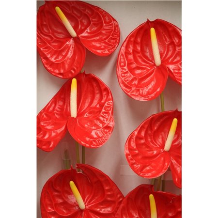 Anthurium A Rambla c141