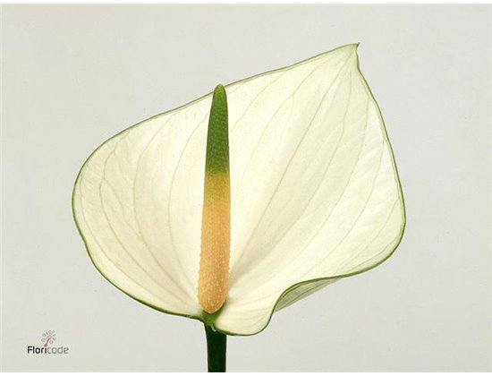 Anthurium A Snowy c142