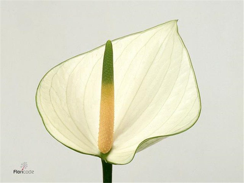 Anthurium A Snowy c142