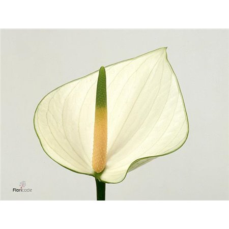 Anthurium A Snowy c142