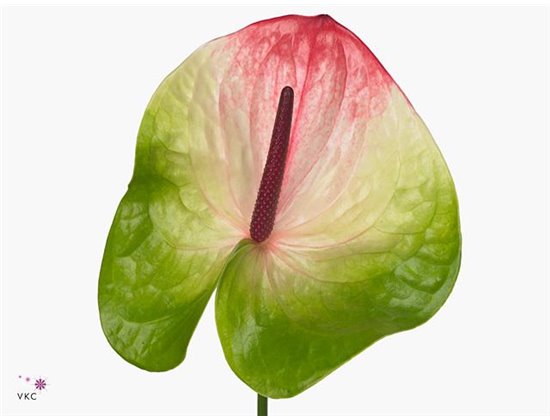 Anthurium A Zafira c144