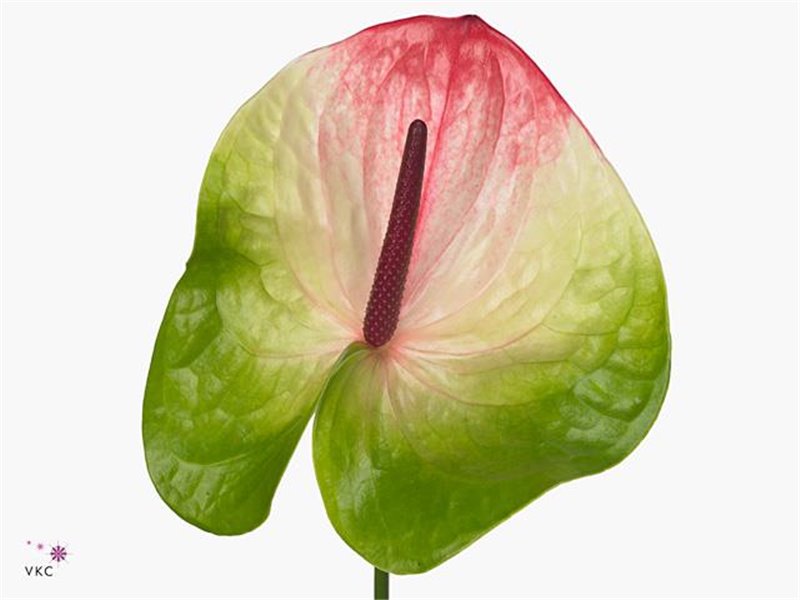 Anthurium A Zafira c144