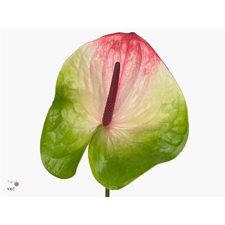 Anthurium A Zafira c144