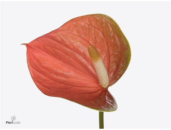 Anthurium Aqua Peachy Love c145