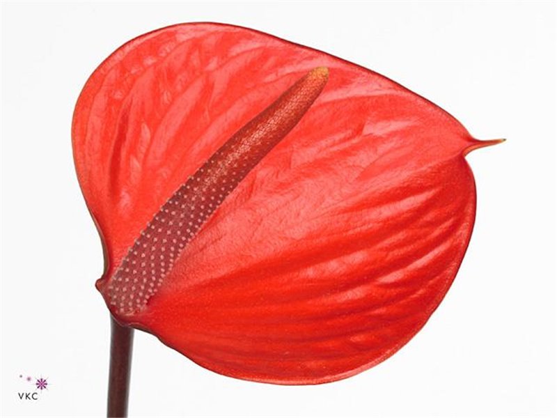 Anthurium Aqua Peachy Love c147