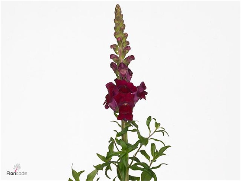 Antirrhinum Antibes Red c149