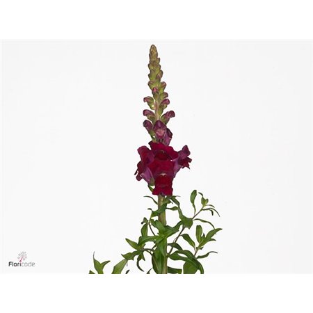 Antirrhinum Antibes Red c149