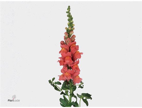 Antirrhinum Cool Rose c150