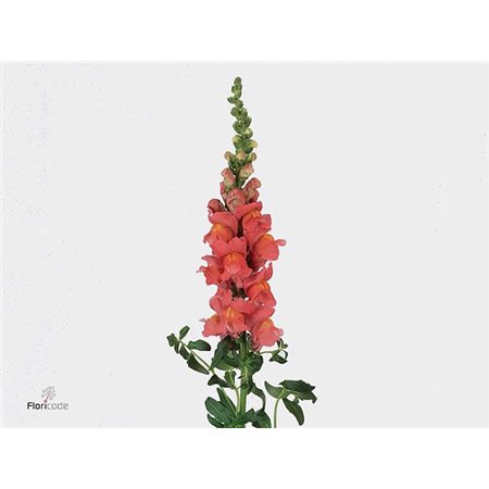 Antirrhinum Cool Rose c150