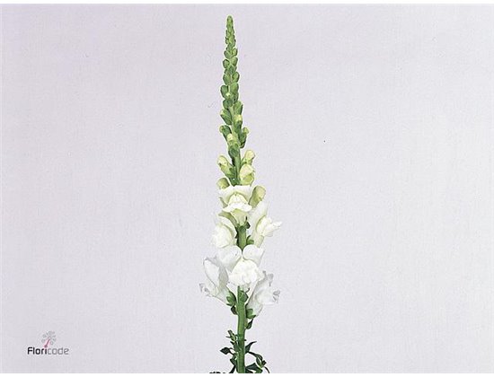 Antirrhinum Cool White c151
