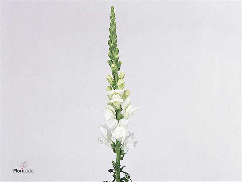 Antirrhinum Cool White c151