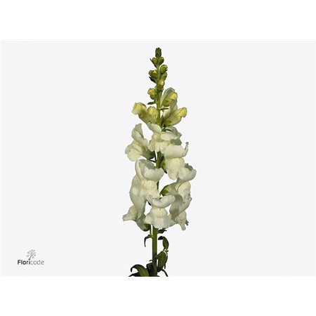 Antirrhinum Poto White c152