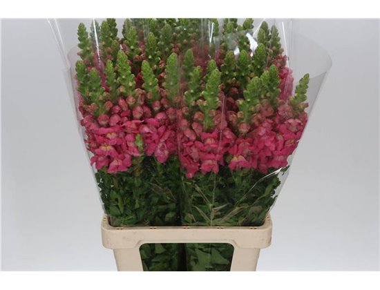 Antirrhinum Poto. Cherry c153
