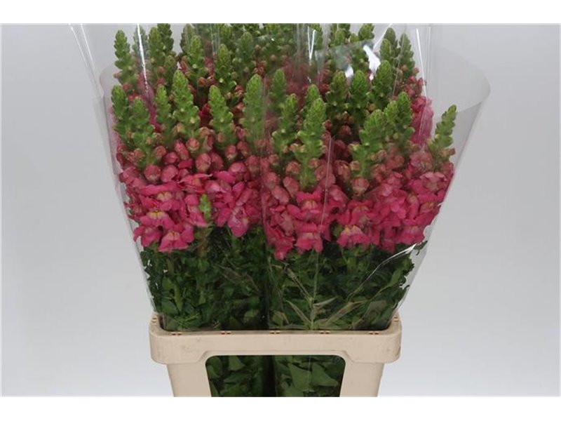 Antirrhinum Poto. Cherry c153