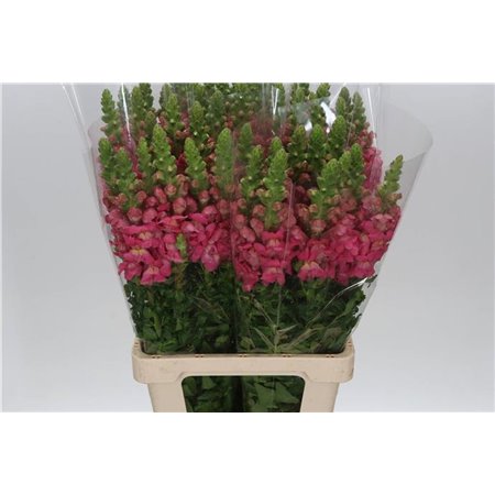 Antirrhinum Poto. Cherry c153