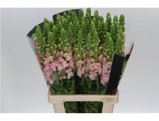 Antirrhinum Poto. Cherry c154