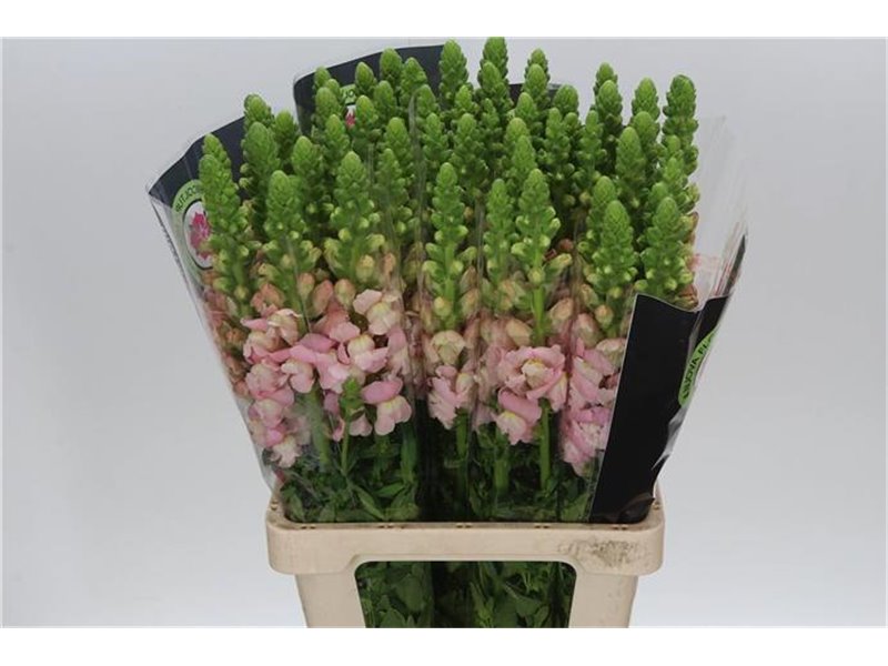 Antirrhinum Poto. Cherry c154