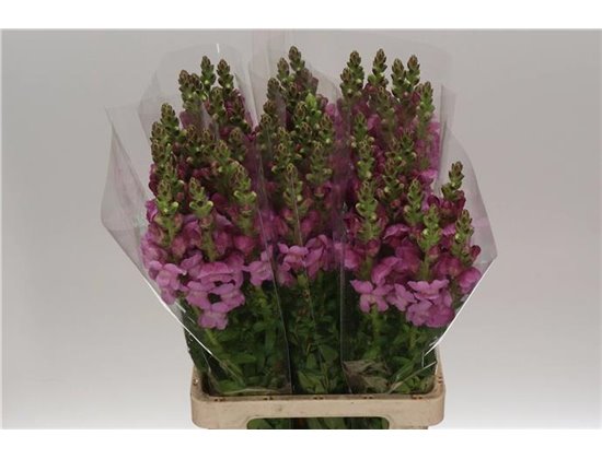 Antirrhinum Poto. Lavender c155