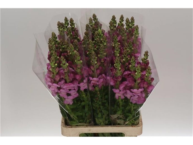 Antirrhinum Poto. Lavender c155