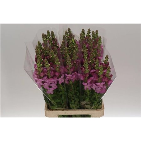 Antirrhinum Poto. Lavender c155