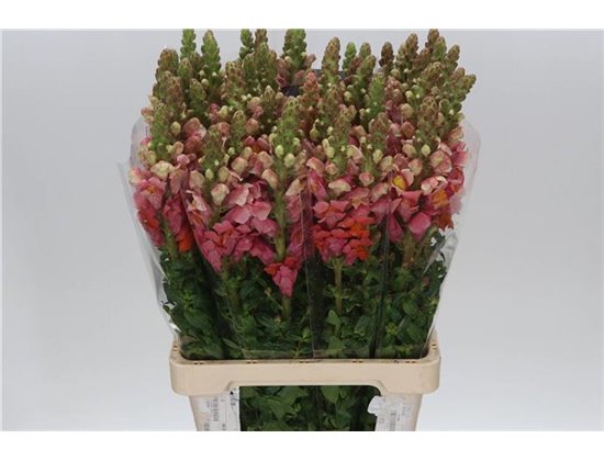 Antirrhinum Poto. Orange Dark c156