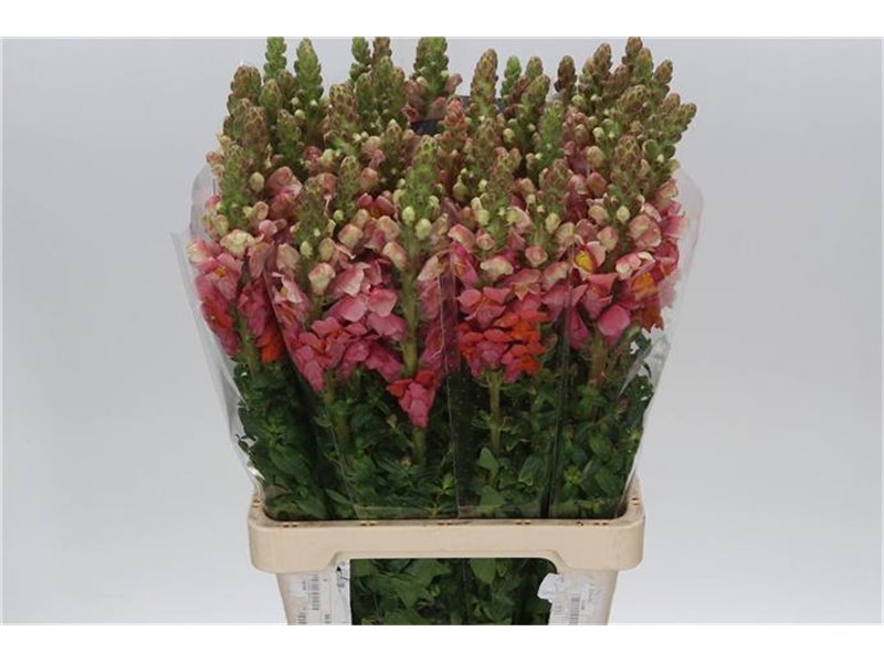 Antirrhinum Poto. Orange Dark c156