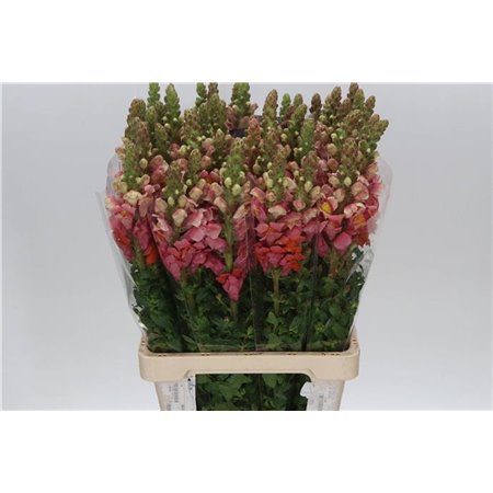 Antirrhinum Poto. Orange Dark c156