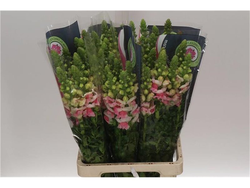 Antirrhinum Poto. Plumblossom c157