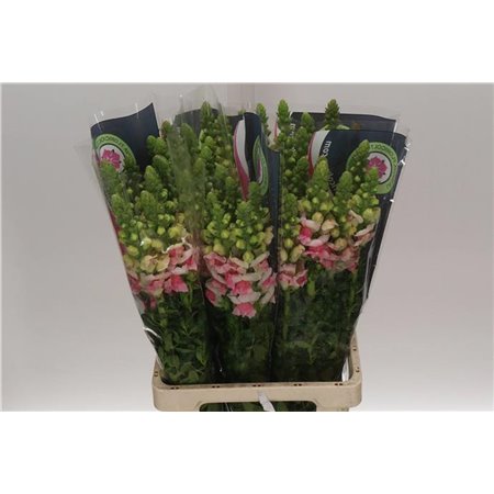 Antirrhinum Poto. Plumblossom c157