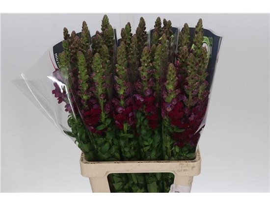 Antirrhinum Poto. Red c158