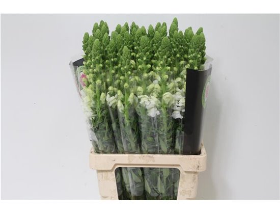 Antirrhinum Poto. White c159