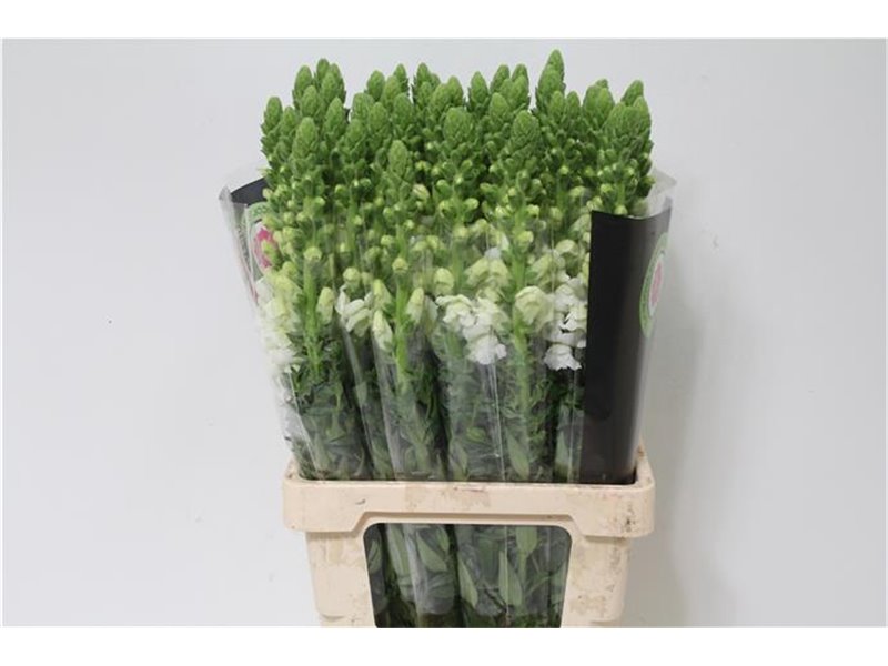 Antirrhinum Poto. White c159