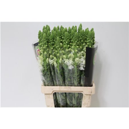 Antirrhinum Poto. White c159