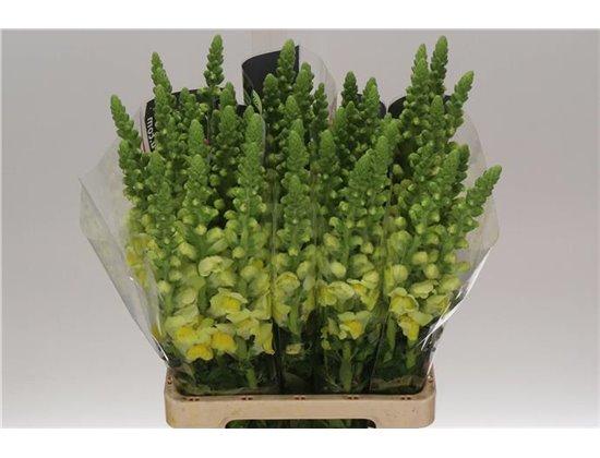 Antirrhinum Poto. White c160