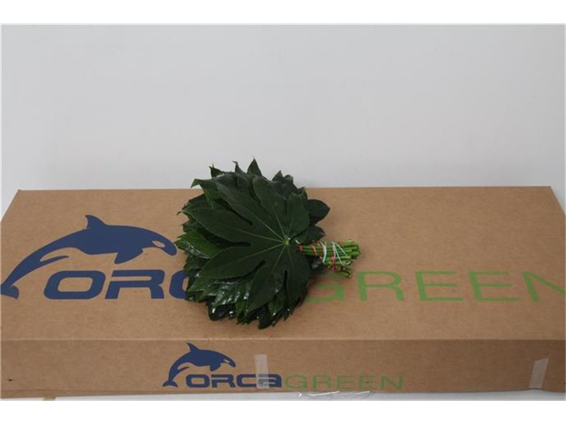 Aralija 25cm (p. bunch) c161