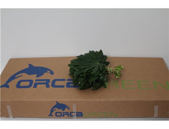 Aralija 25cm (p. bunch) c162